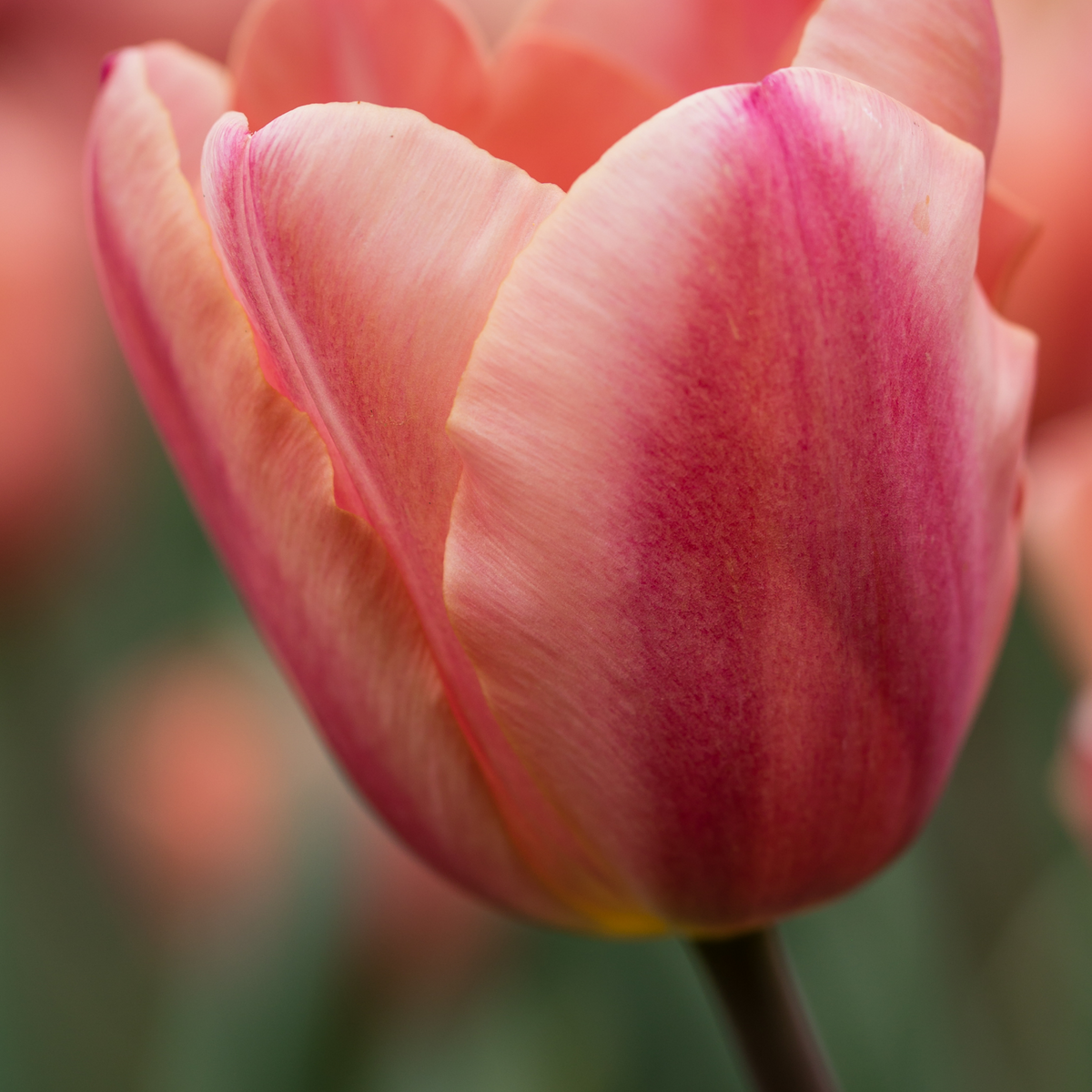 Tulpenbollen Apricot Foxx, zalmroze tulp, 20 stuks, detail van het blad