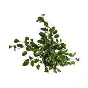 Ficus Benjamina Golden King