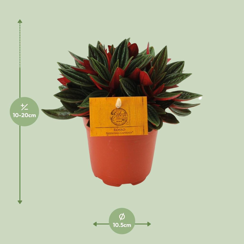 Peperomia Caperata Rosso, detail van het blad
