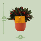 Peperomia Caperata Rosso, detail van het blad