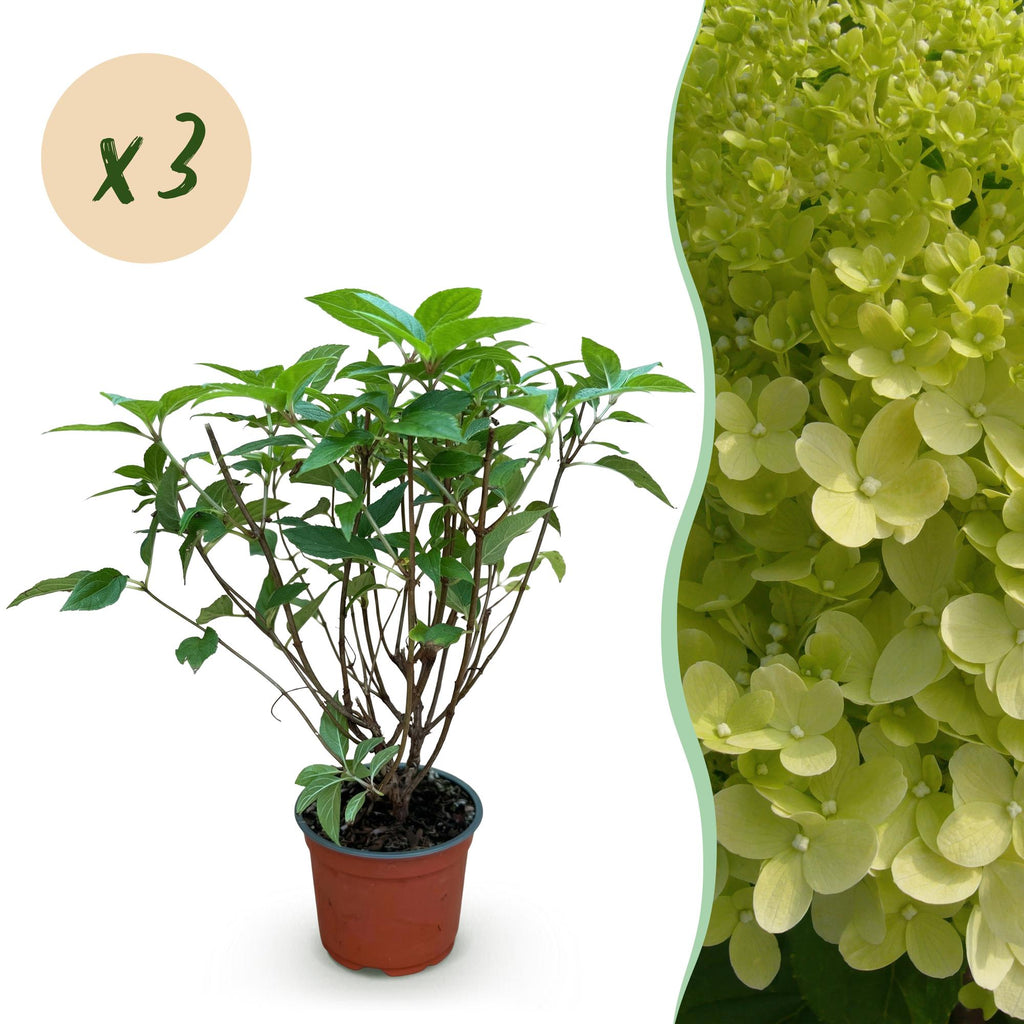 Pluimhortensia Limelight, gezonde plant