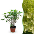 Pluimhortensia Limelight, gezonde plant