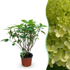Pluimhortensia Limelight, gezonde plant