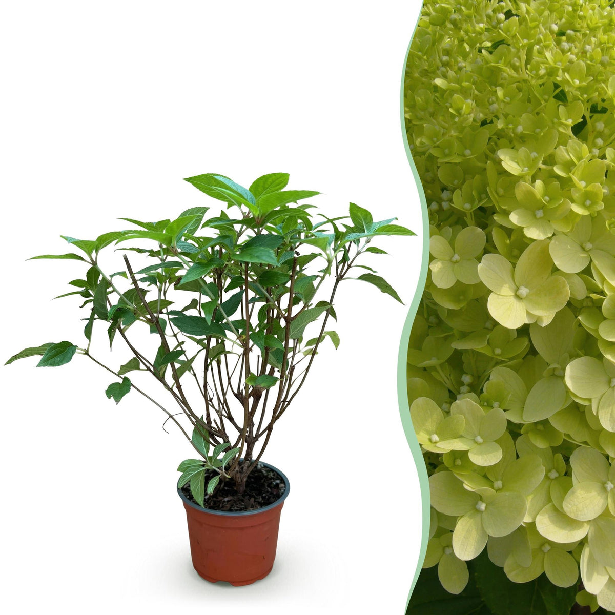 Pluimhortensia Limelight, gezonde plant