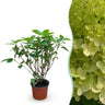 Pluimhortensia Limelight