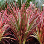 Dracaena Magenta, 70-80 cm hoog, plant in kweekpot
