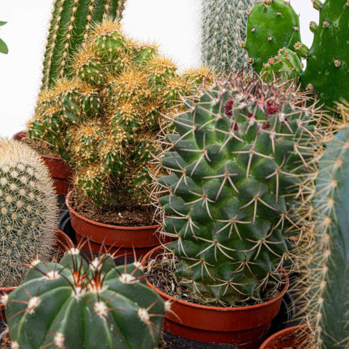 Cactus Set van 12, detail van het blad