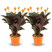 Calathea Crocata, 45 cm hoog