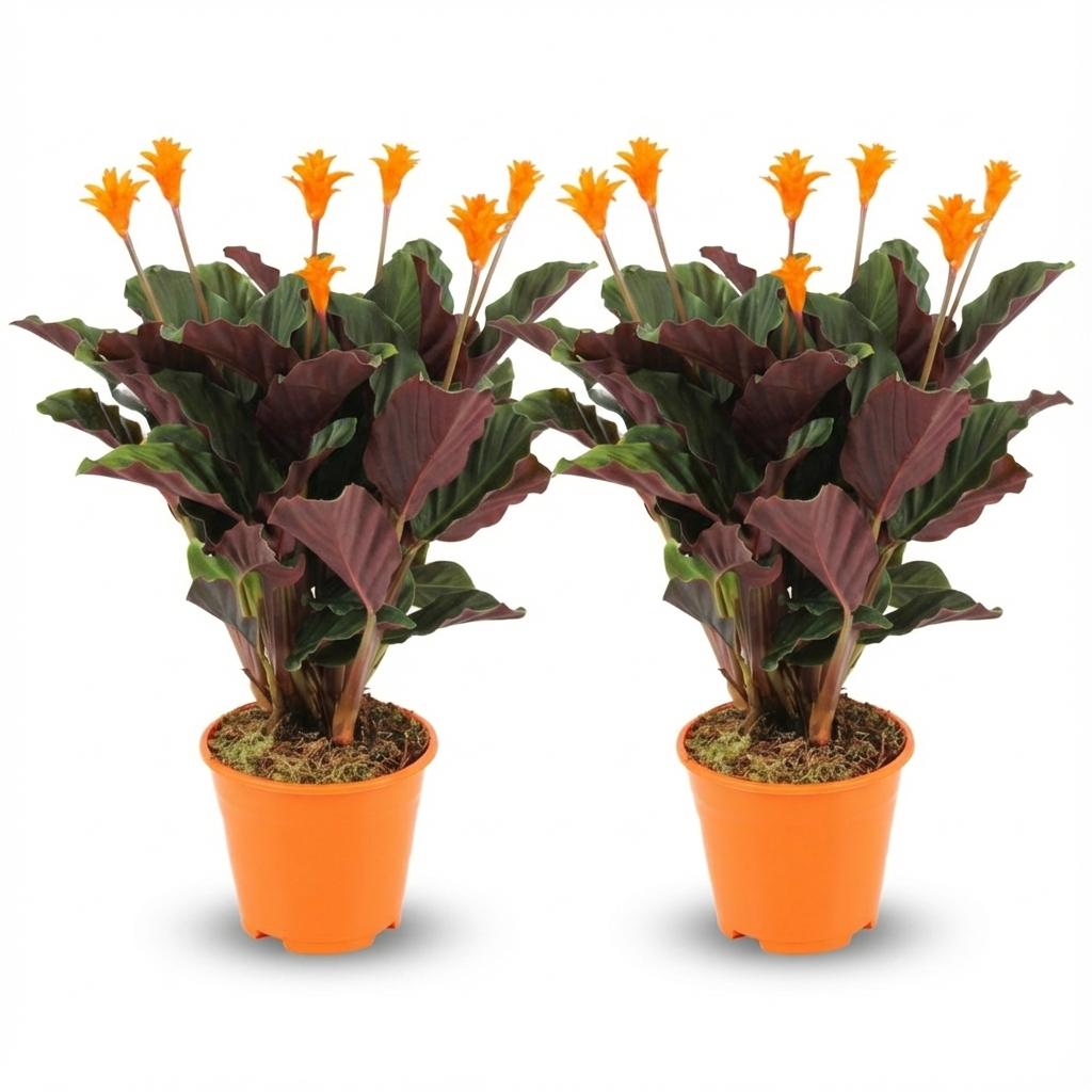 Calathea Crocata, 45 cm hoog, groene bladeren