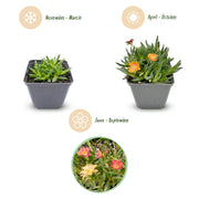 24x - Delosperma mix - Ø7cm - ↕10-12cm