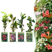 Klimplanten rainbow mix, vier soorten klimplanten