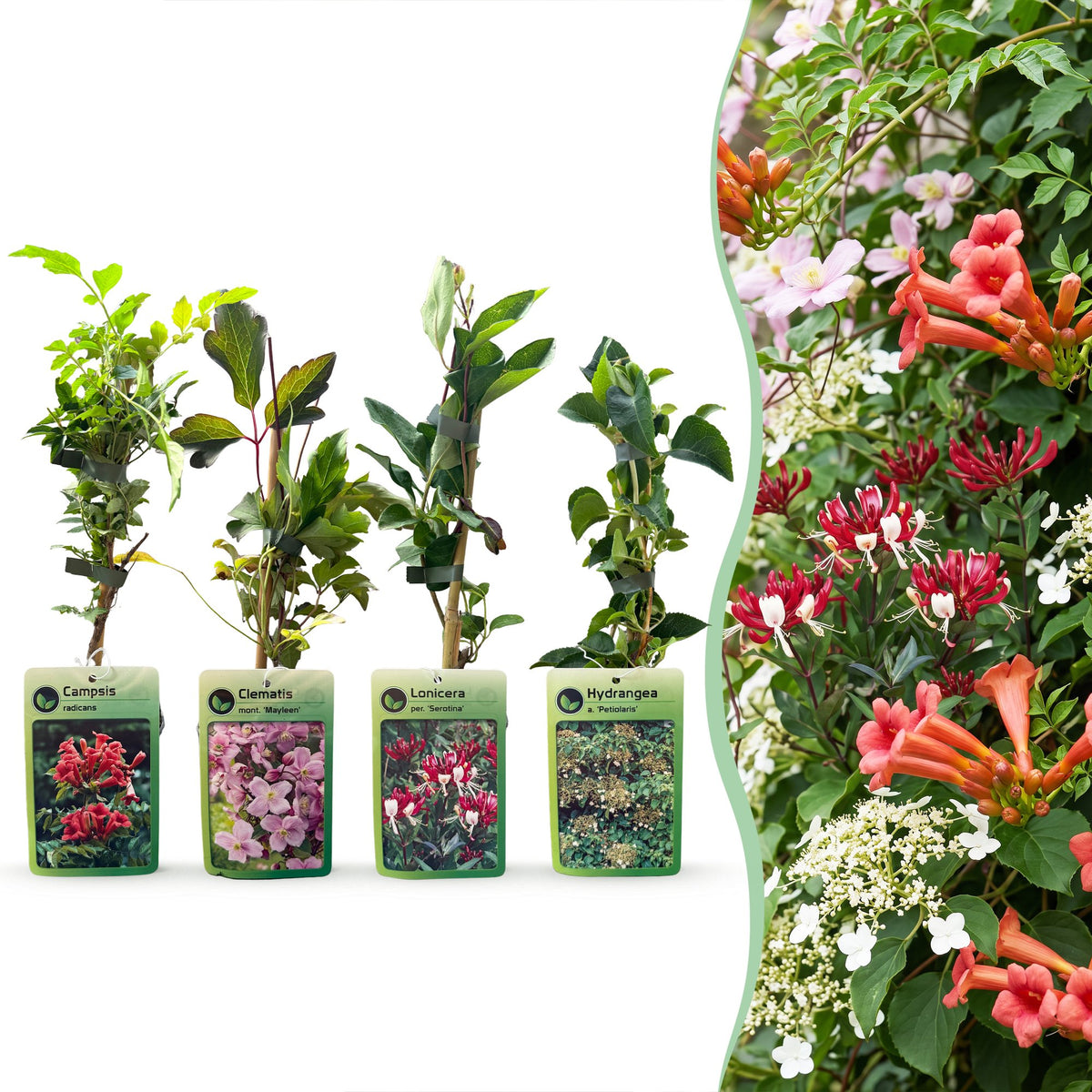 Klimplanten rainbow mix, vier soorten klimplanten, plant in pot