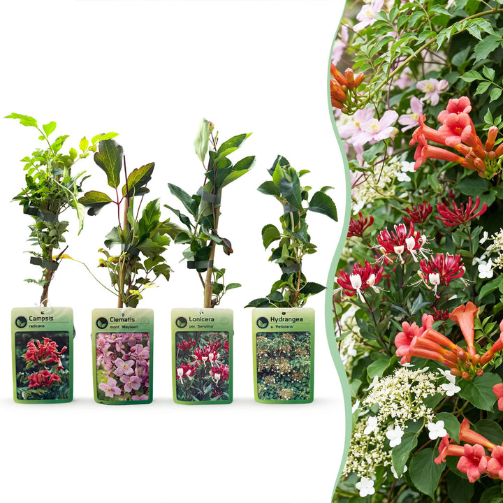 Klimplanten rainbow mix, vier soorten klimplanten