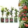 Klimplanten rainbow mix, vier soorten klimplanten