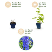 Ridderspoor (P) Blue Bird, met blauwe bloemen (3x)