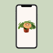 Pilea Peperomioides