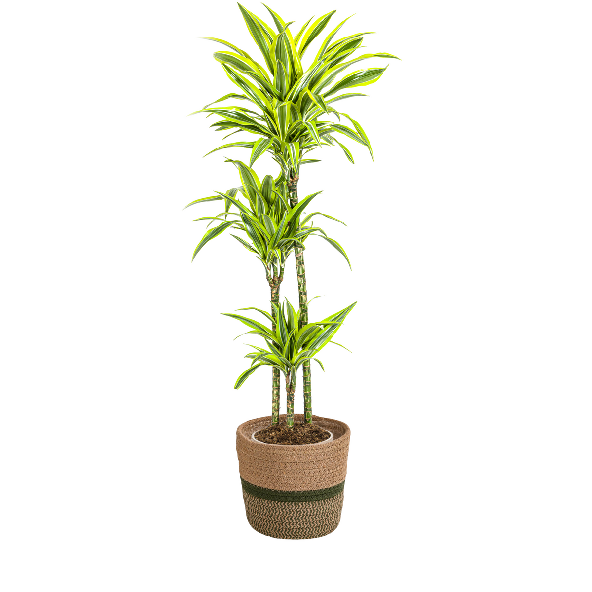 Dracaena Deremensis Lemon Lime met mand, plant in pot