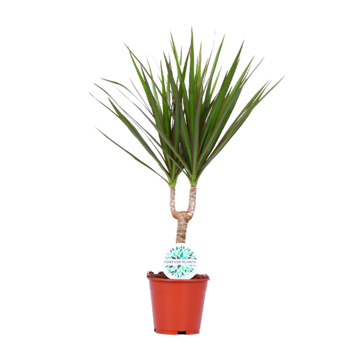 Productfoto van Dracaena Marginata