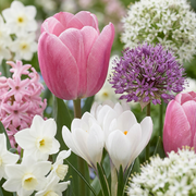 Roze bloembollen mix, Bulb Garden Pink
