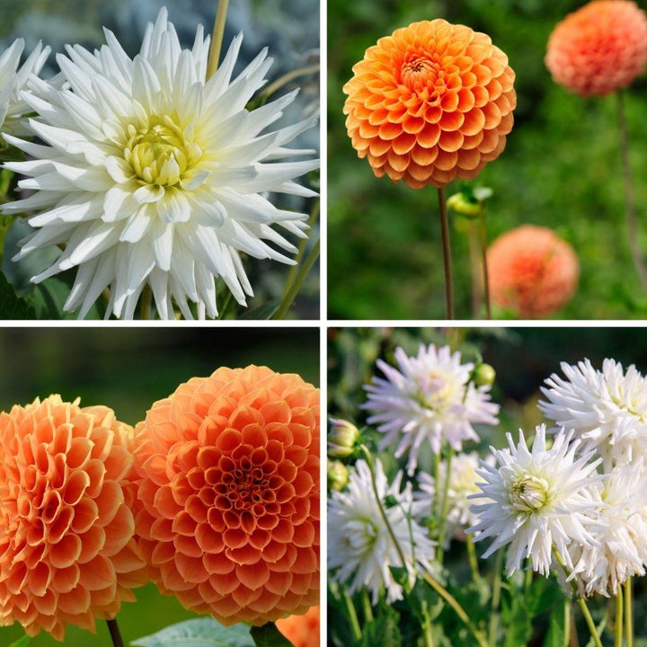 Dahlia mix Orange Pride, Playa Blanca en Ralphie