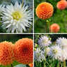 Dahlia mix Orange Pride, Playa Blanca en Ralphie