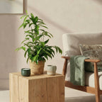 Dracaena surculosa, 60-70 cm hoog, groene bladeren