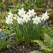 Engelennarcis &
