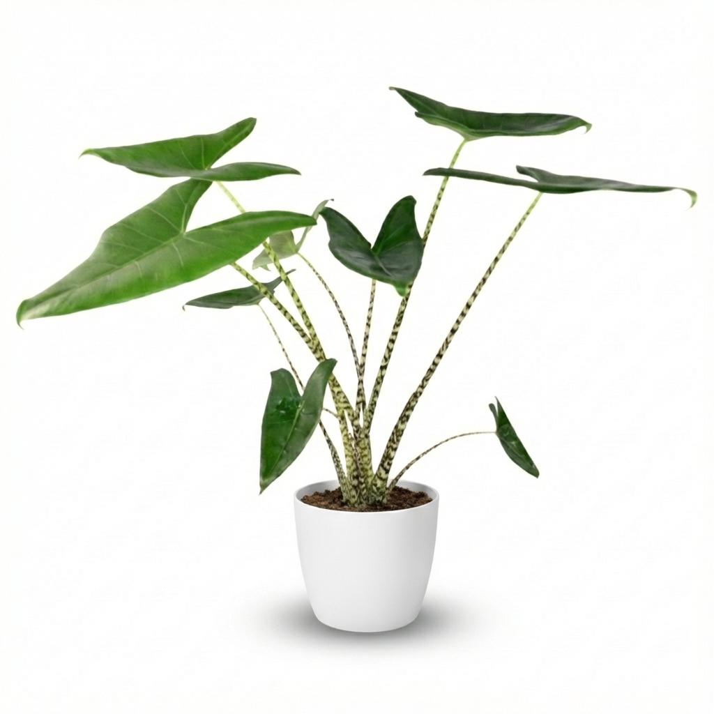 Olifantsoor, detail van het blad