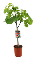 Ficus Carica, plant in pot