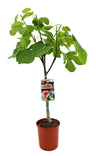 Ficus Carica