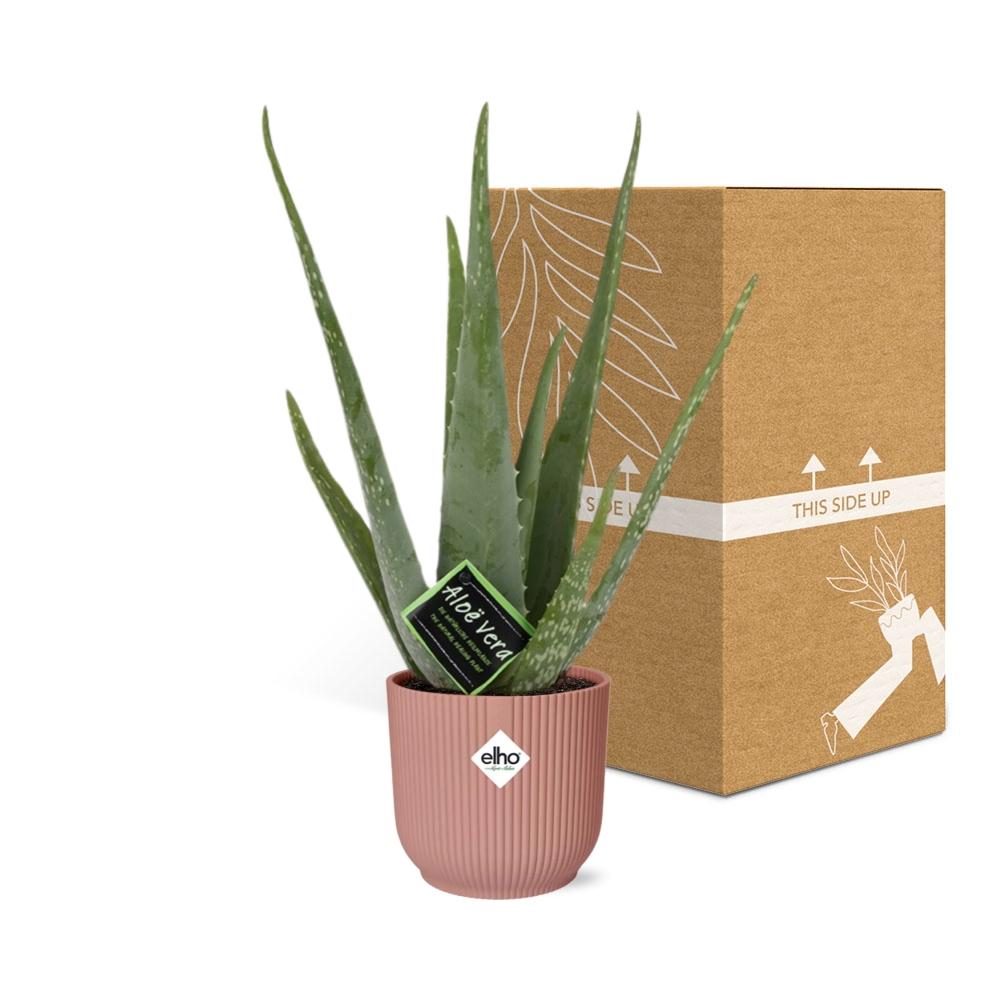 Detailfoto van Aloe Vera 12cm in ELHO Vibes Fold 14cm roze