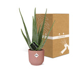 Detailfoto van Aloe Vera 12cm in ELHO Vibes Fold 14cm roze