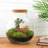 DIY Planten terrarium (met licht) - Teddy Bonsai - Met complete gereedschapsset