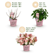 Hydrangea panniculata Groundbreaker Blush, 20-25 cm hoog
