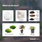 Detailfoto van DIY terrarium bolglas Dome, zonder gereedschap