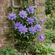 Clematis &