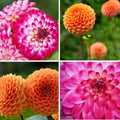 Dahlia mix Pompon Splash