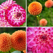 Dahlia mix Pompon Splash