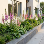 Digitalis Tricolour - Vingerhoedskruid - Schaduw - Roze - Paars - Wit - 12 Planten