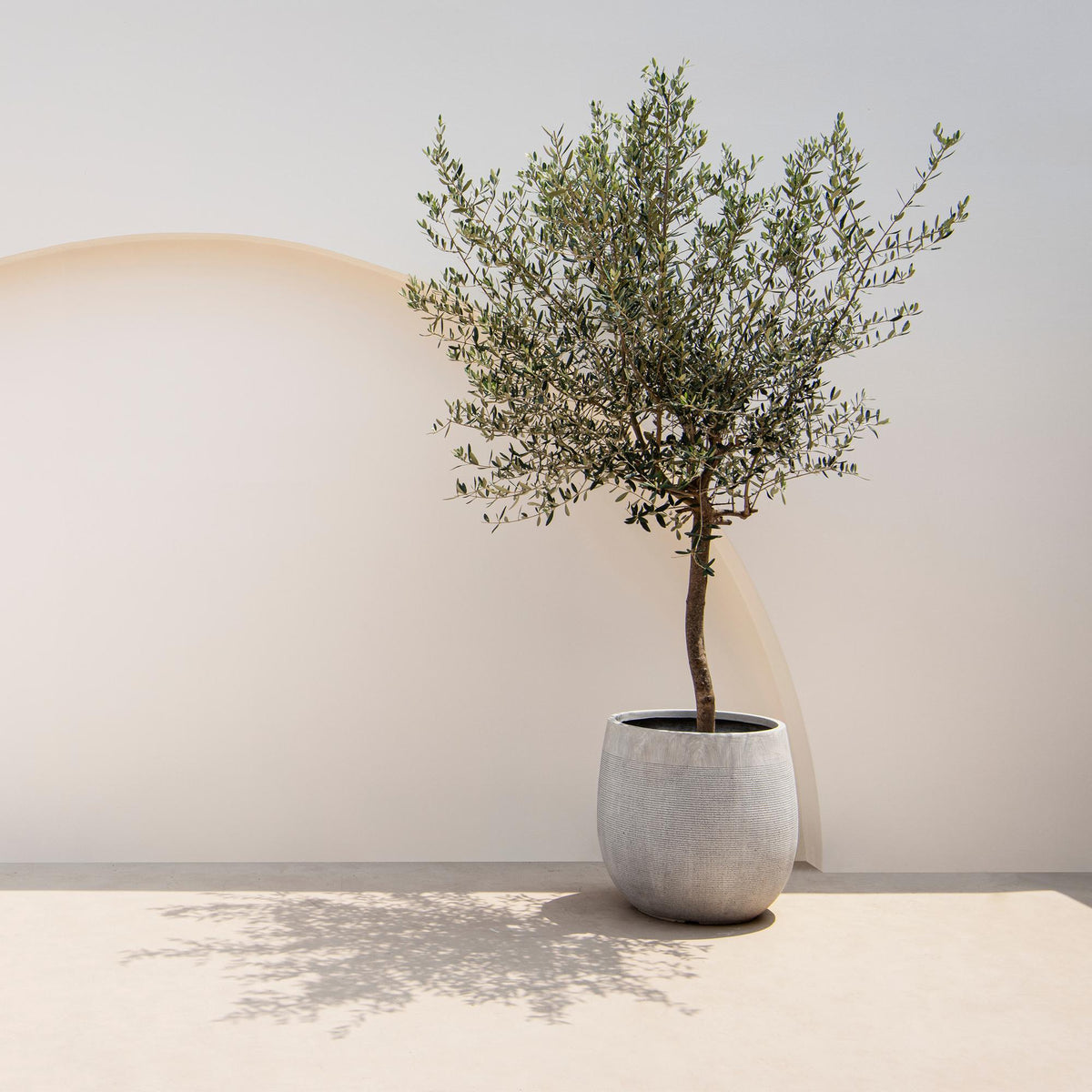 Olea Europaea, plant in pot
