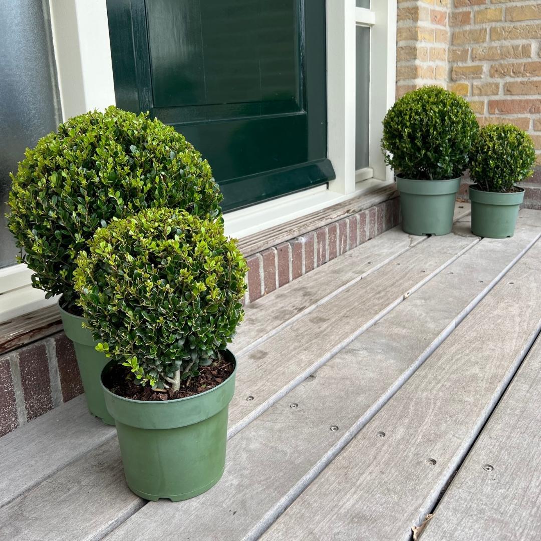 2x Ilex crenata 'Jenny' bol XL | set van 2 stuks, groeiwijze van de plant
