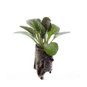 Kruipend zenegroen Ajuga reptans, bodembedekker, 6 pluggen