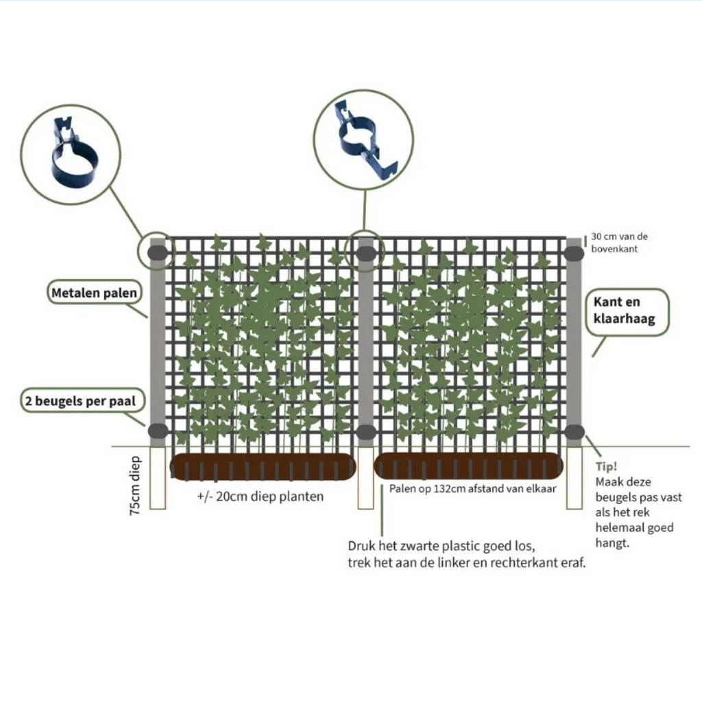 Klimophaag Hedera hibernica kant-en-klaar, B120 x H180 cm, groeiwijze van de plant