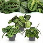 Maranta mix Silverband, Lemon Lime en Kerchoveana, 3 stuks, detail van het blad