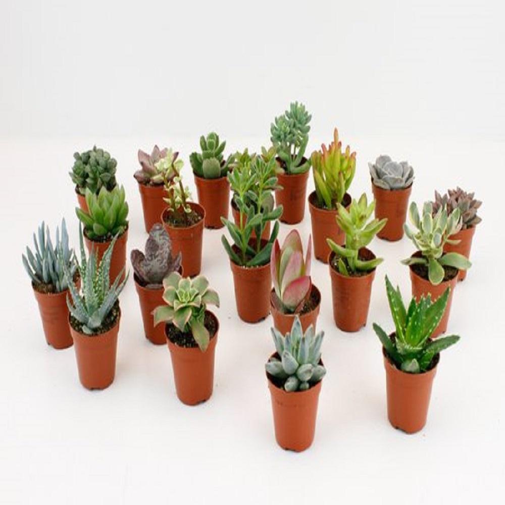 Productfoto van LOCK | 20 Stuks Potmaat