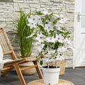 Clematis Garland Tsukiko, bloeiende klimplant, plant in pot