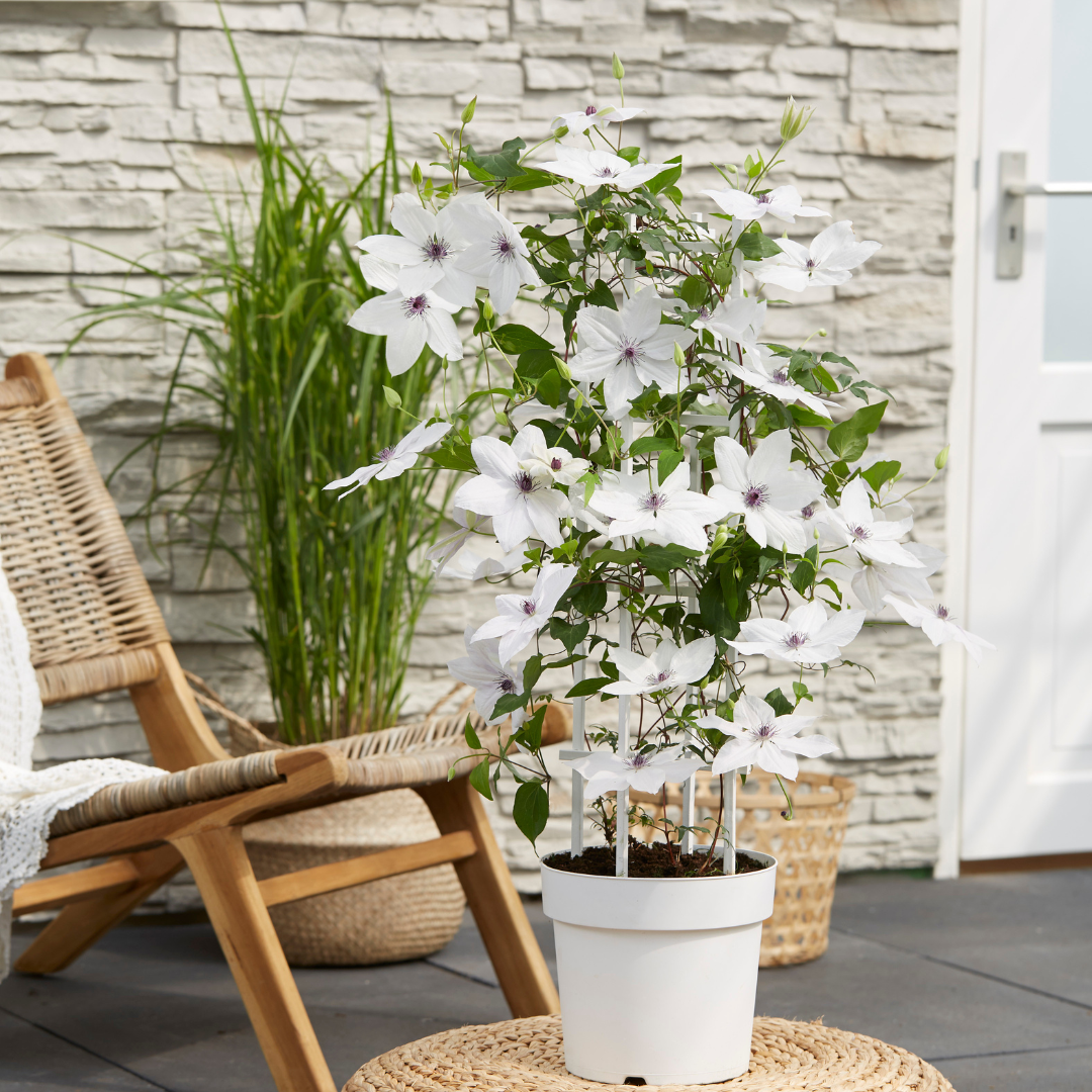 Clematis Garland Tsukiko, bloeiende klimplant, plant in pot