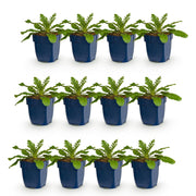 Duifkruid col. Pink Mist, met roze bloemen (12x)
