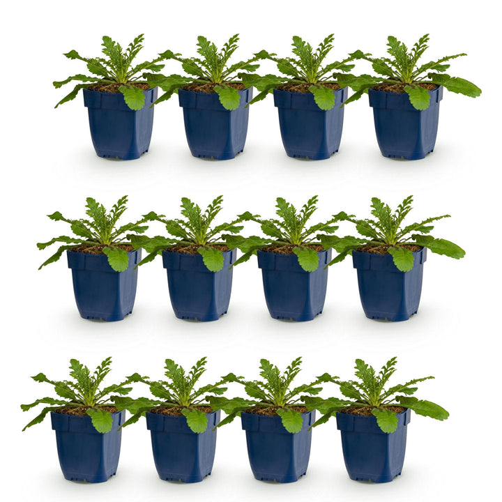 Duifkruid col. Pink Mist, met roze bloemen (12x)