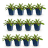 Duifkruid col. Pink Mist, met roze bloemen (12x)